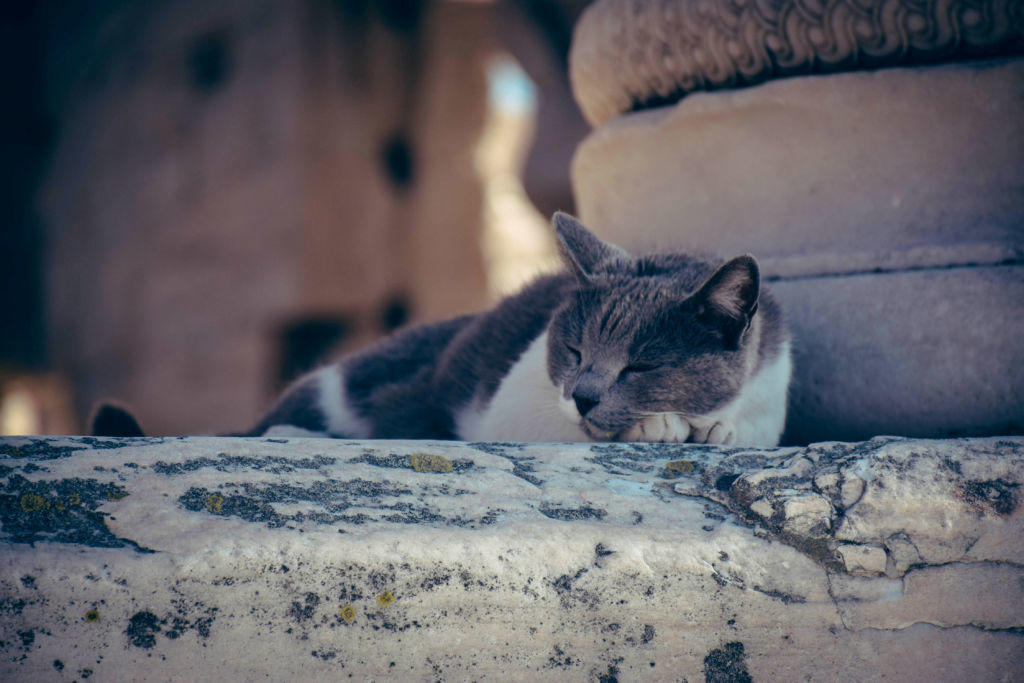 Cat in Athens